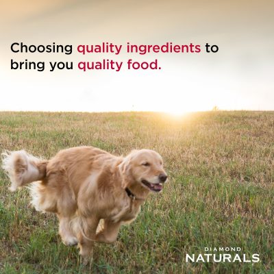 Diamond Naturals Cachorros Razas Grandes
