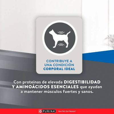 EXCELLENT GATOS ESTERILIZADOS BENEFICIOS_1