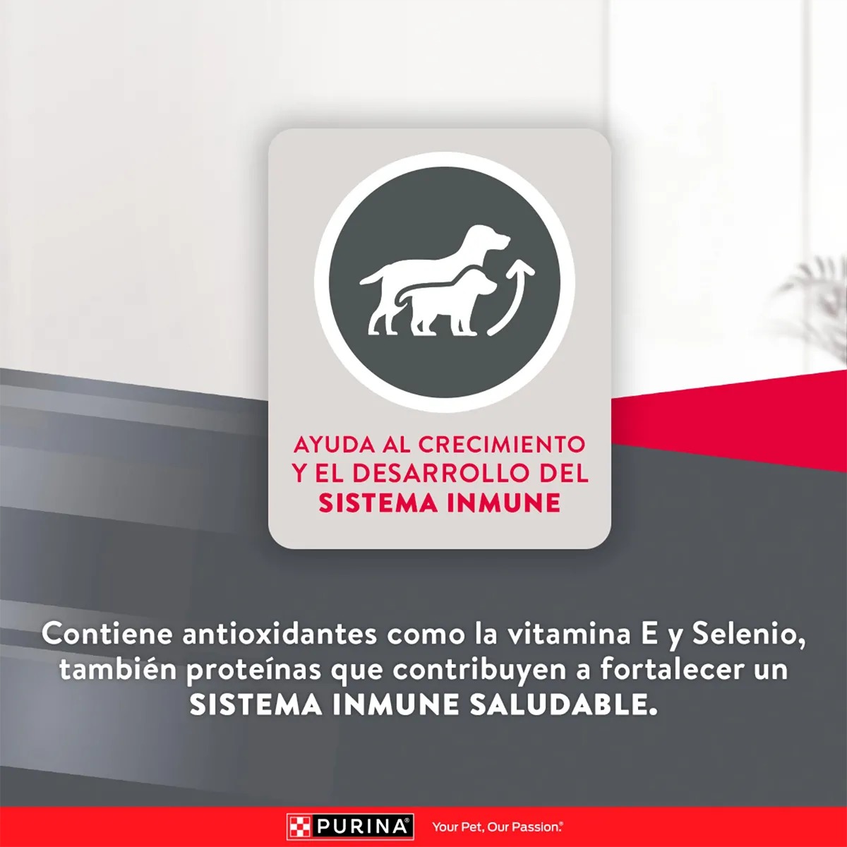 EXCELLENT PUPPY RAZAS PEQUEÑAS CACHORROS X 3 KG - Imagen 4