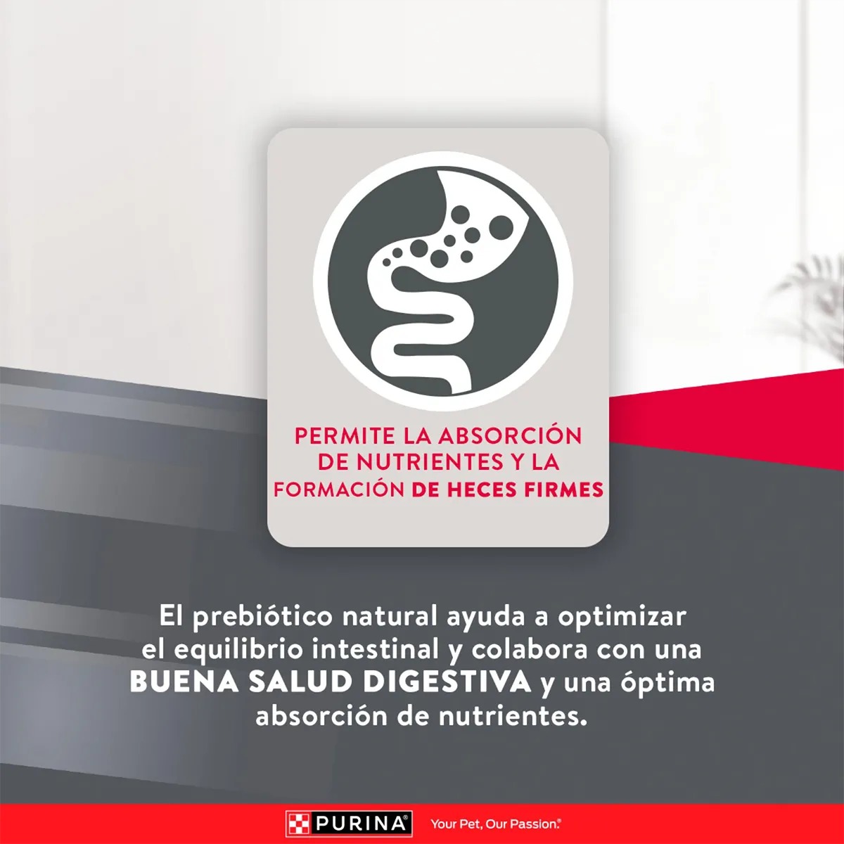 EXCELLENT PUPPY RAZAS PEQUEÑAS CACHORROS X 3 KG - Imagen 5