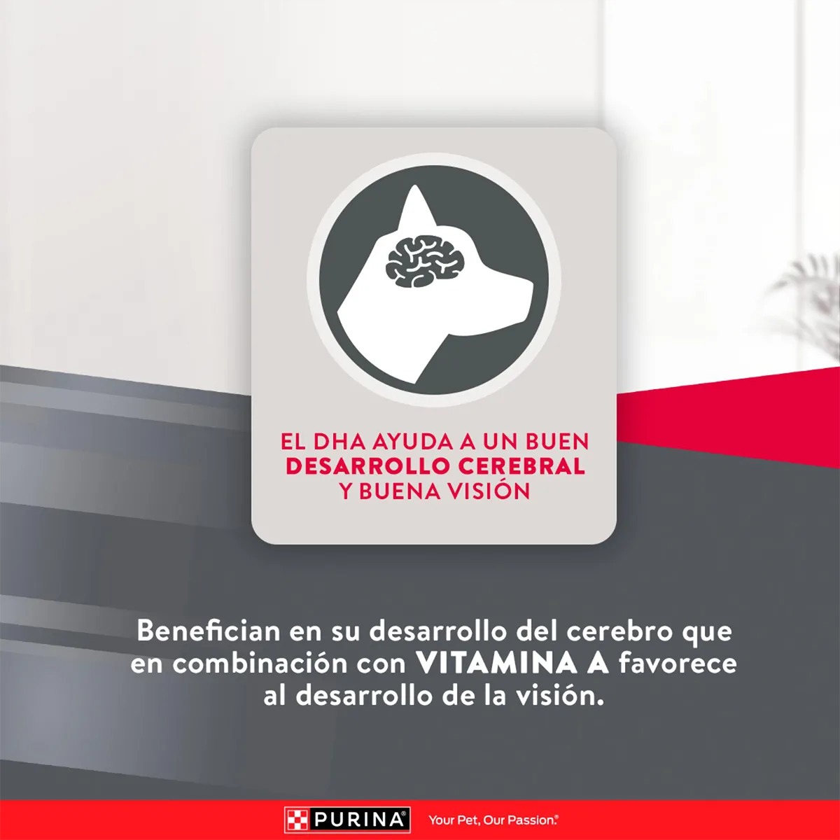 EXCELLENT PUPPY RAZAS PEQUEÑAS CACHORROS X 3 KG - Imagen 6