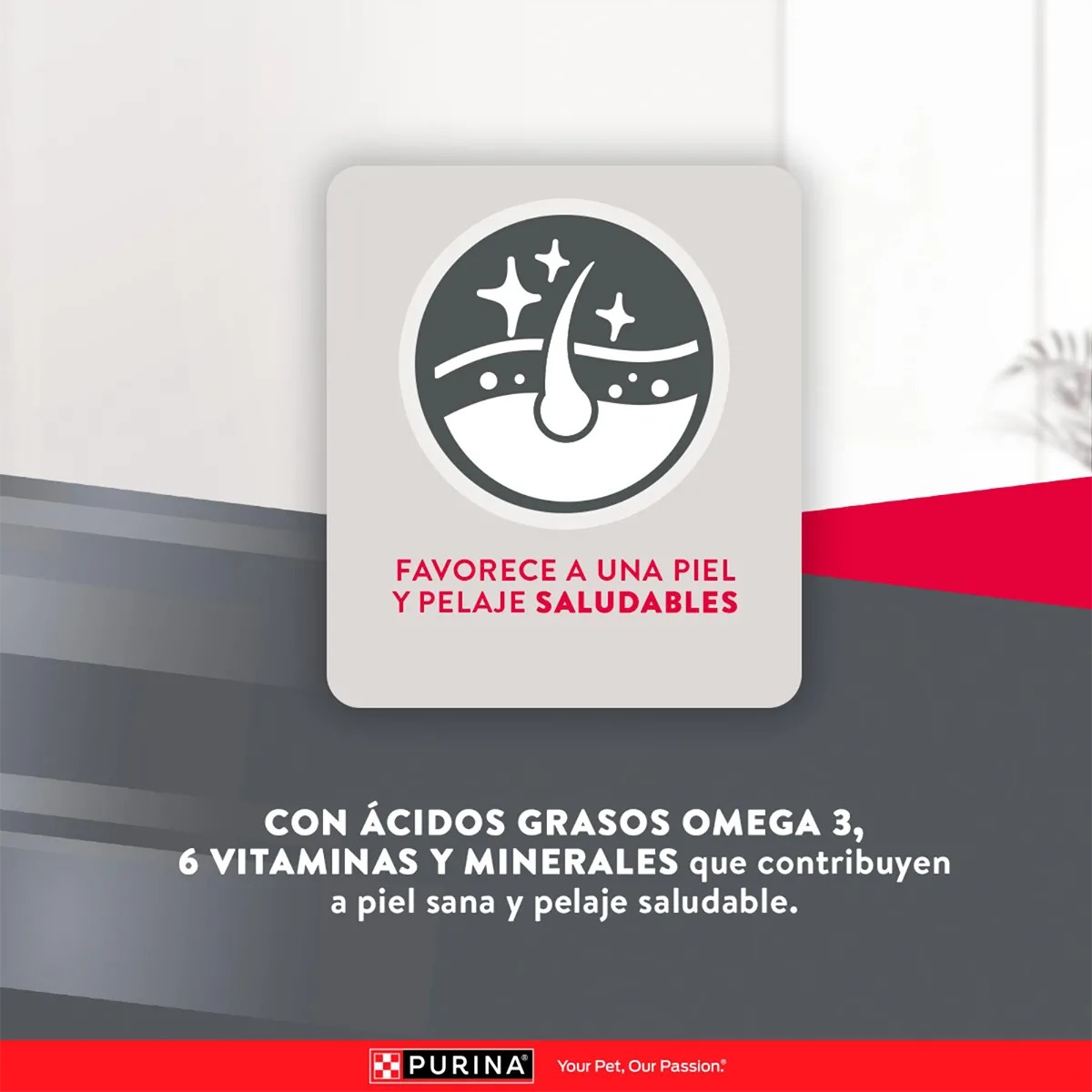 EXCELLENT ADULTOS RAZAS PEQUEÑAS PERROS X 3 KG - Imagen 4