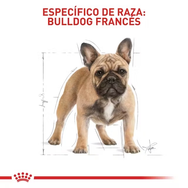 ROYAL CANIN BULLDOG FRANCES ADULTO X 3KG - Imagen 3