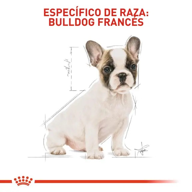 ROYAL CANIN BULLDOG FRANCES CACHORRO - Imagen 4